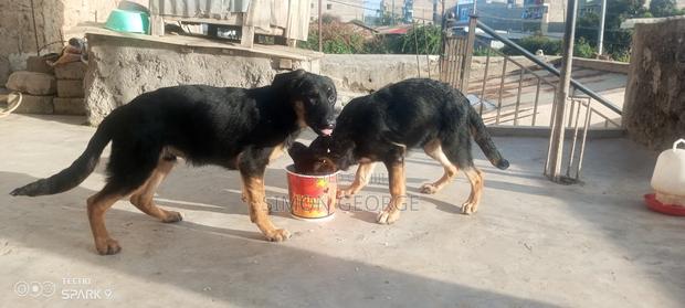 3-6 months Male Purebred German Shepherd - thumbnail 5