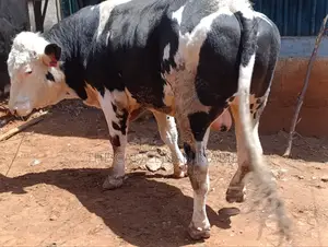 Beeding Bull