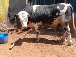 Beeding Bull