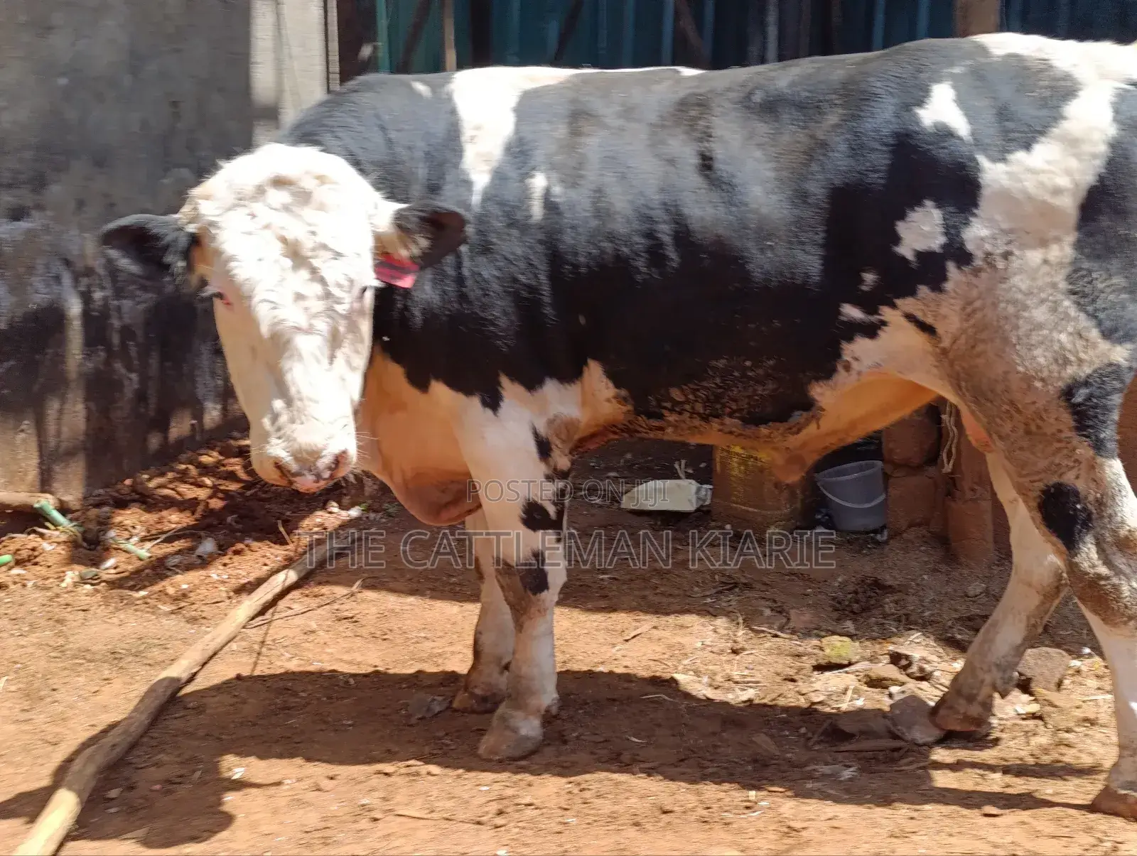 Beeding Bull