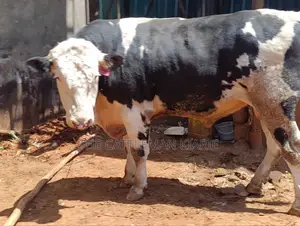 Beeding Bull