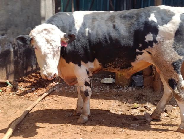 Beeding Bull - thumbnail 5