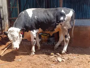 Beeding Bull
