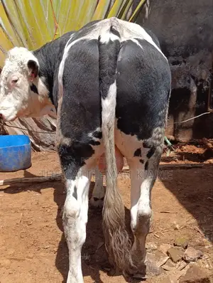 Beeding Bull
