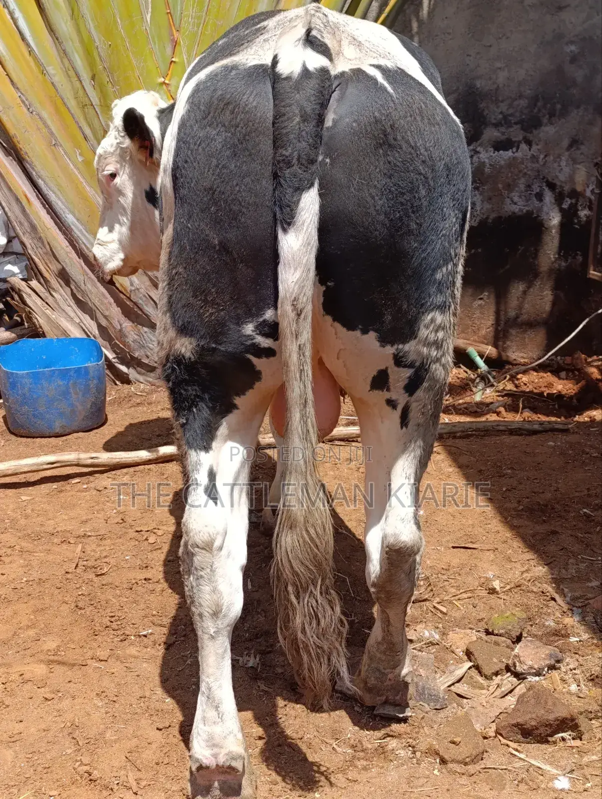 Beeding Bull