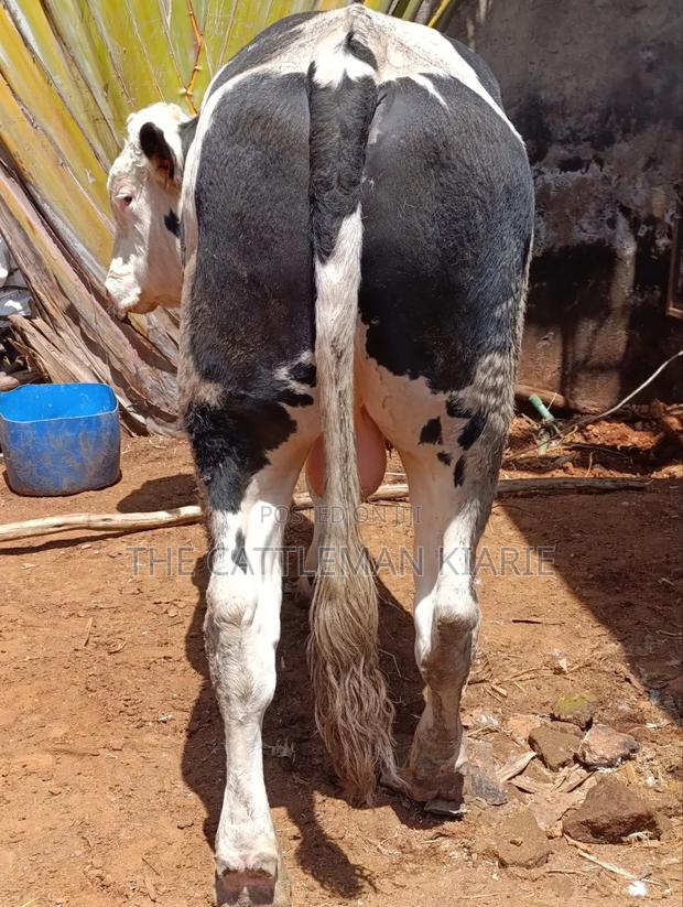 Beeding Bull - thumbnail 8