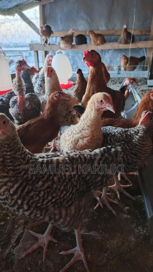 Kroiler Chicks - main view