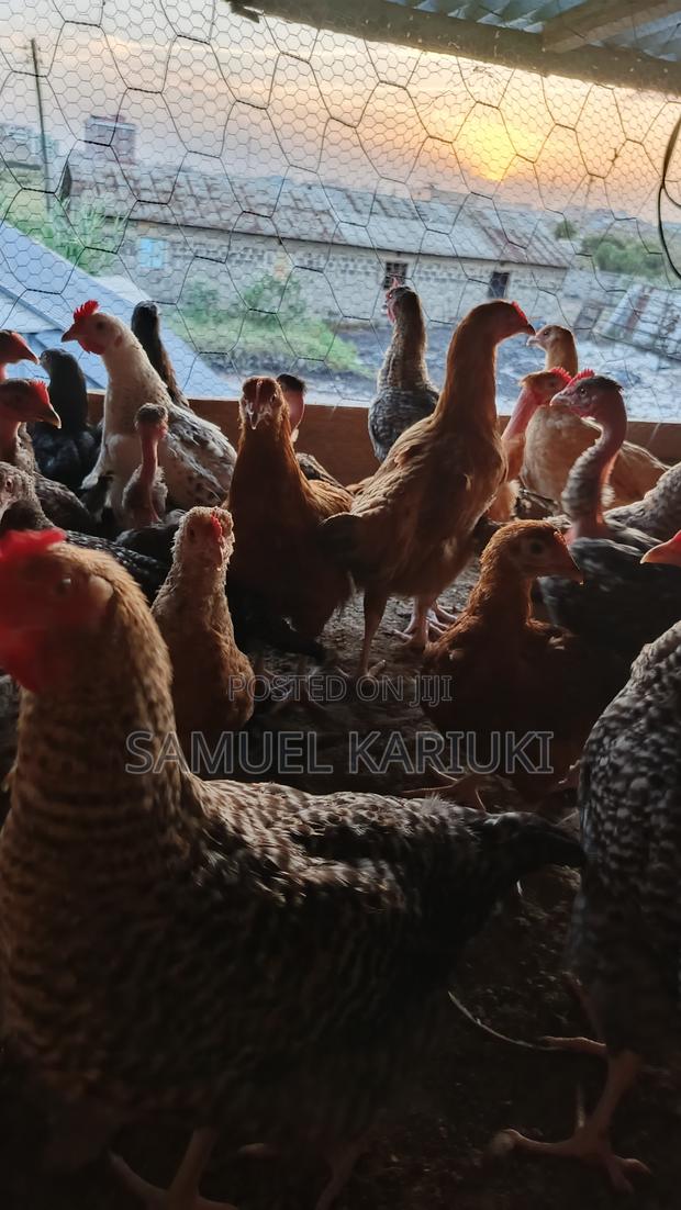 Kroiler Chicks - thumbnail 2