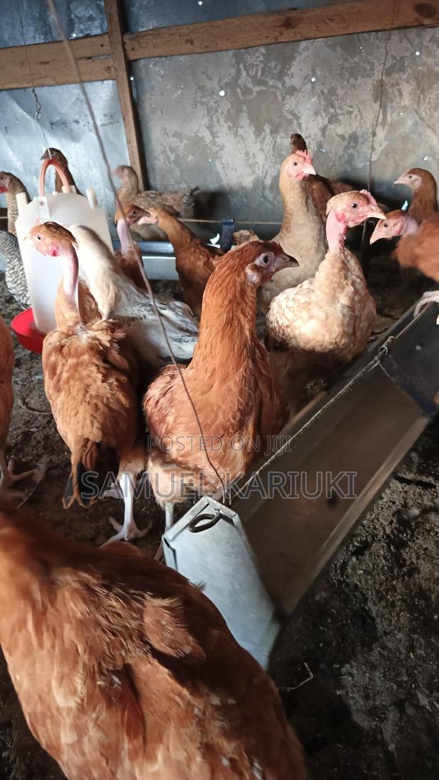 Kroiler Chicks - thumbnail 3