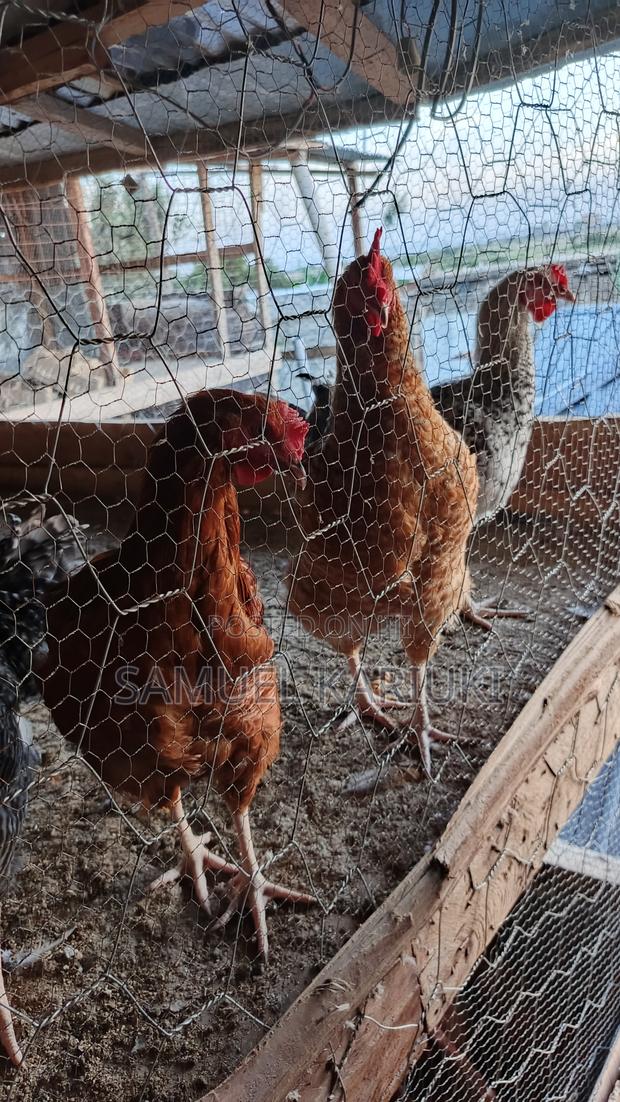 Improoved Kienyenji - main view