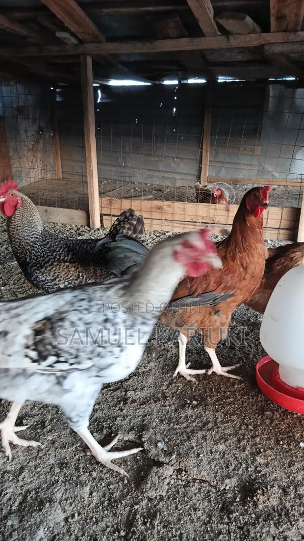 Improoved Kienyenji - thumbnail 2