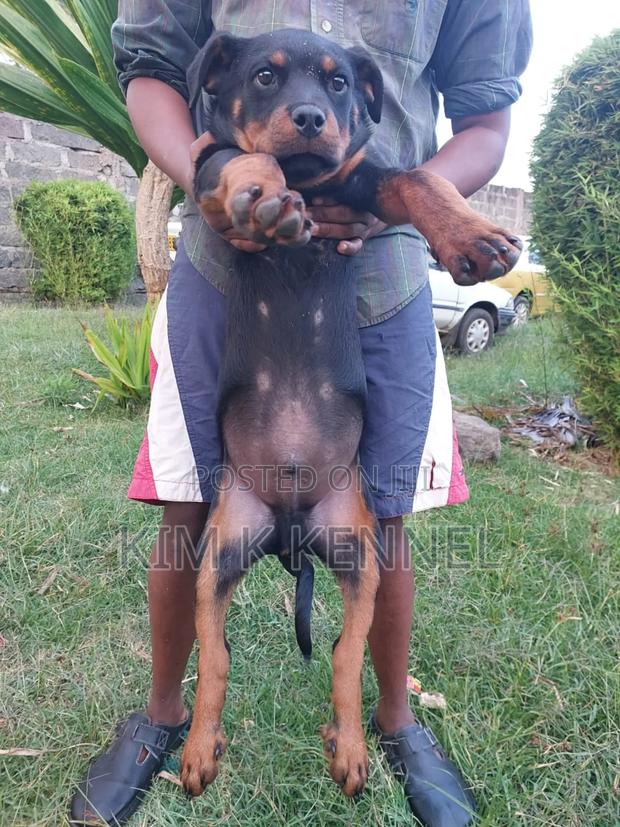 3-6 months Female Purebred Rottweiler - main view