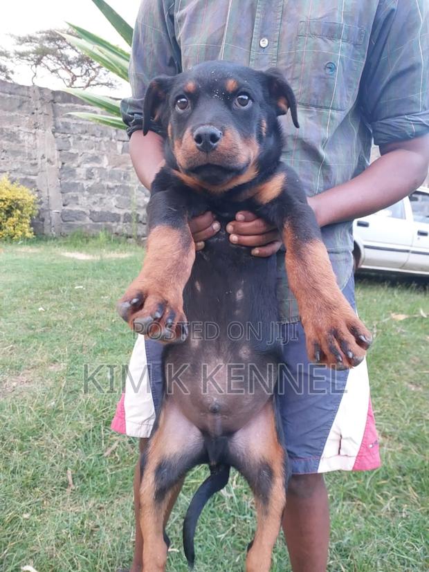 3-6 months Female Purebred Rottweiler - thumbnail 3