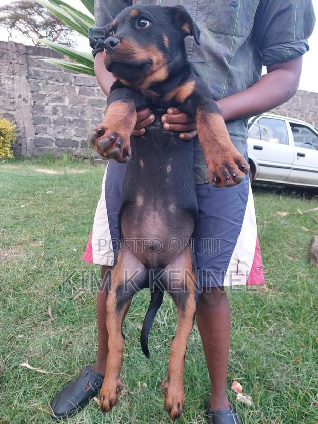 3-6 months Female Purebred Rottweiler - thumbnail 4