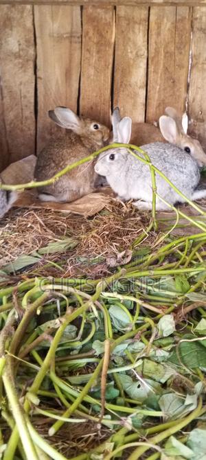 Rabbits for Sale - main view