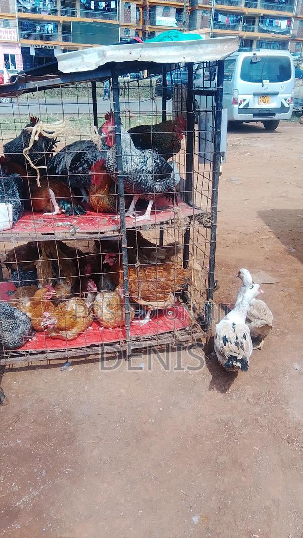 Kuku Kienyeji /Chicken - thumbnail 3