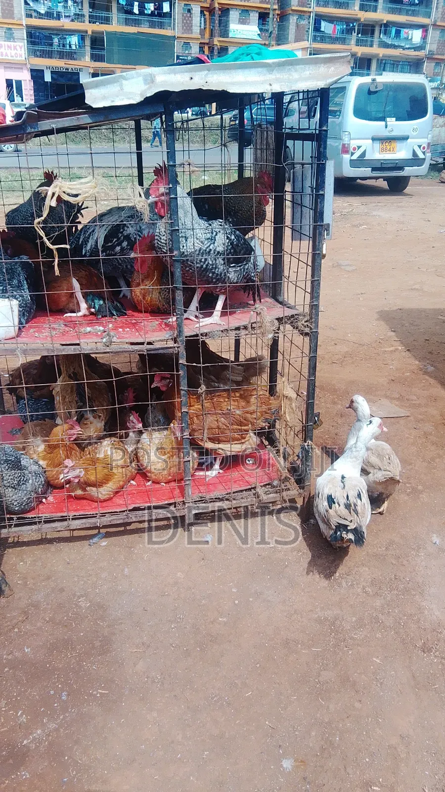 Kuku Kienyeji /Chicken