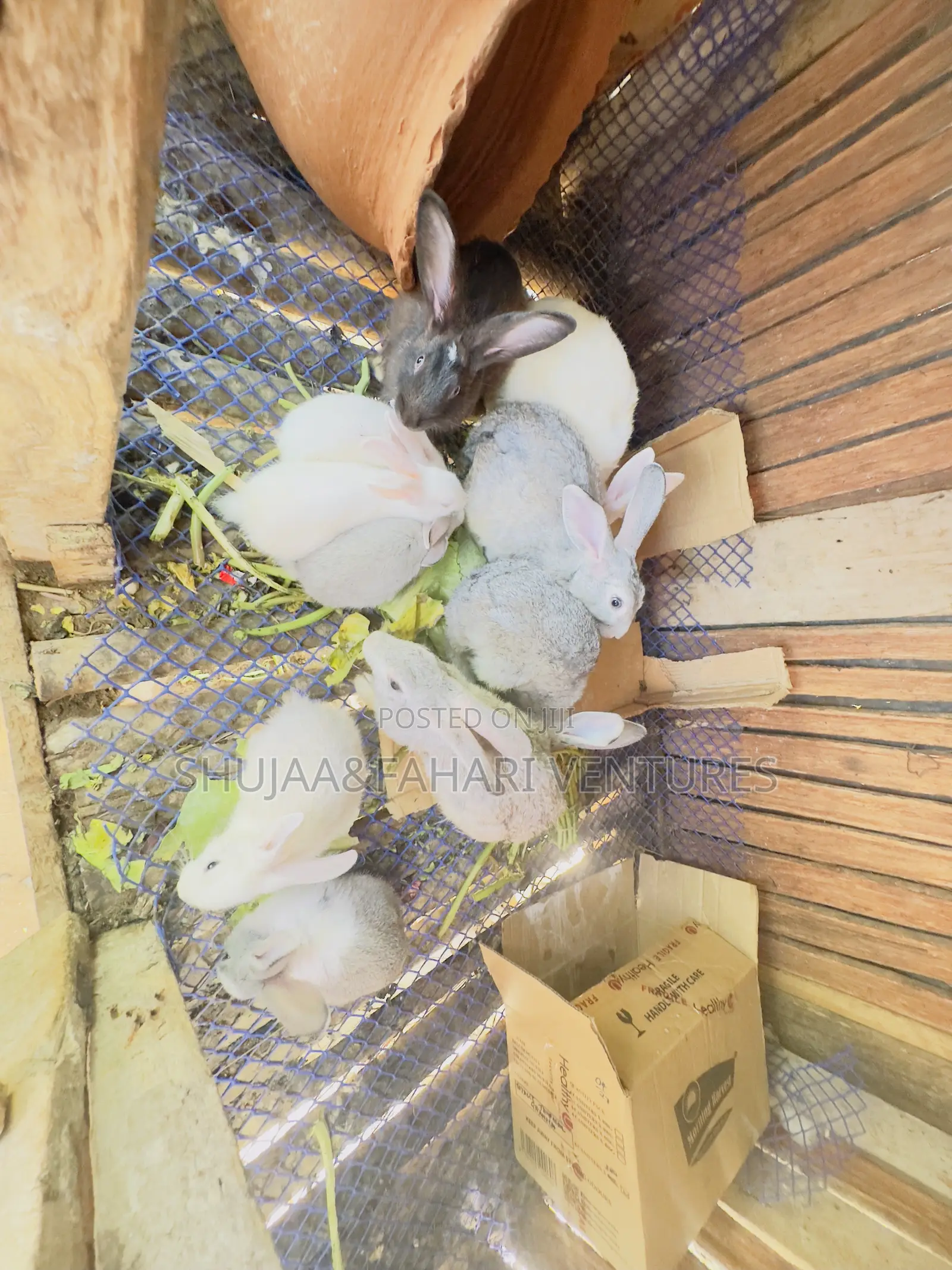 Rabbits for Sell