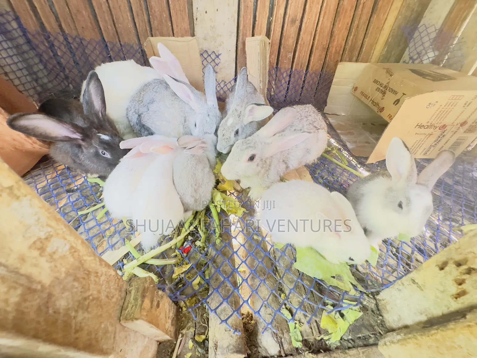 Rabbits for Sell