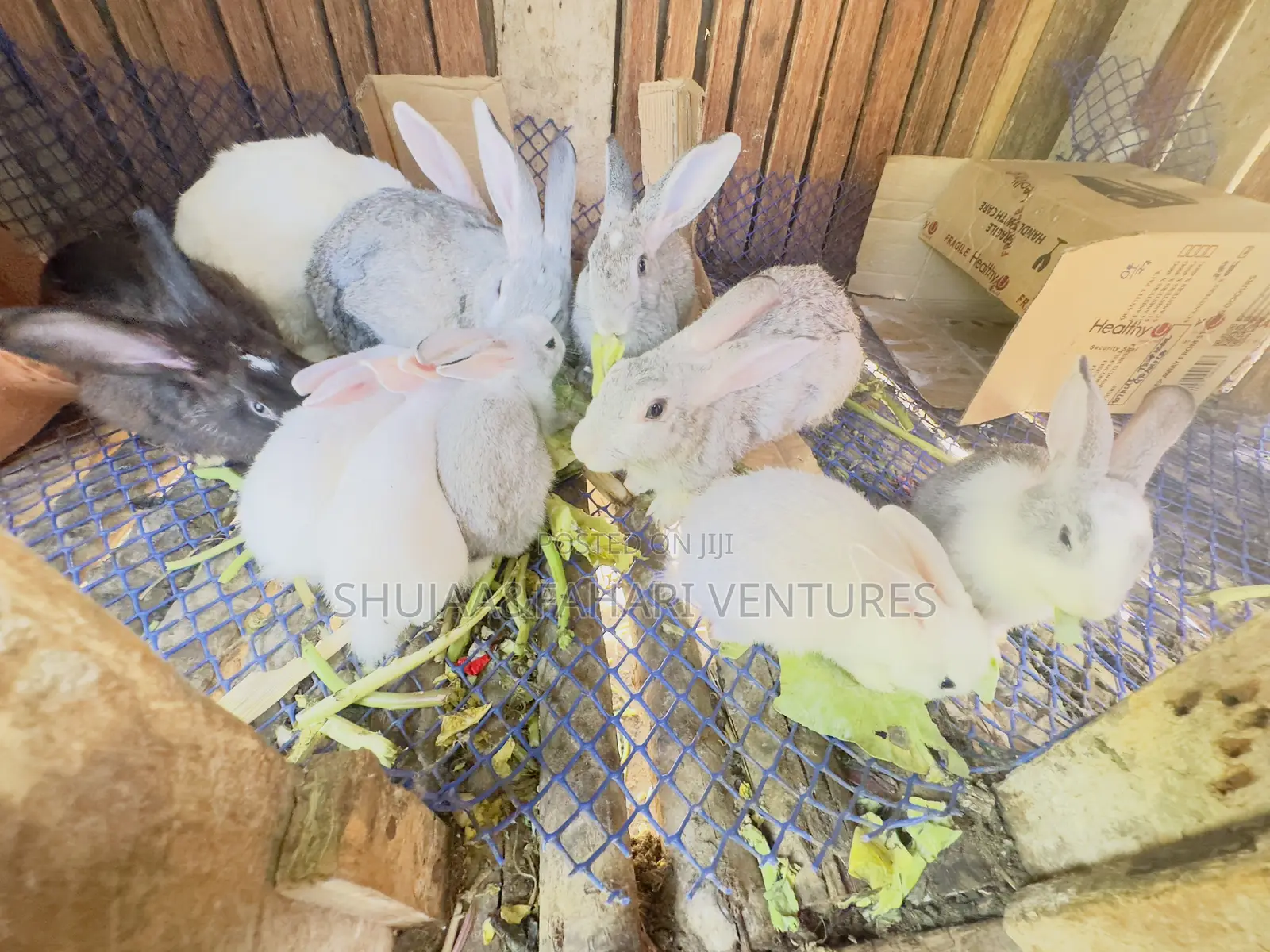 Rabbits for Sell