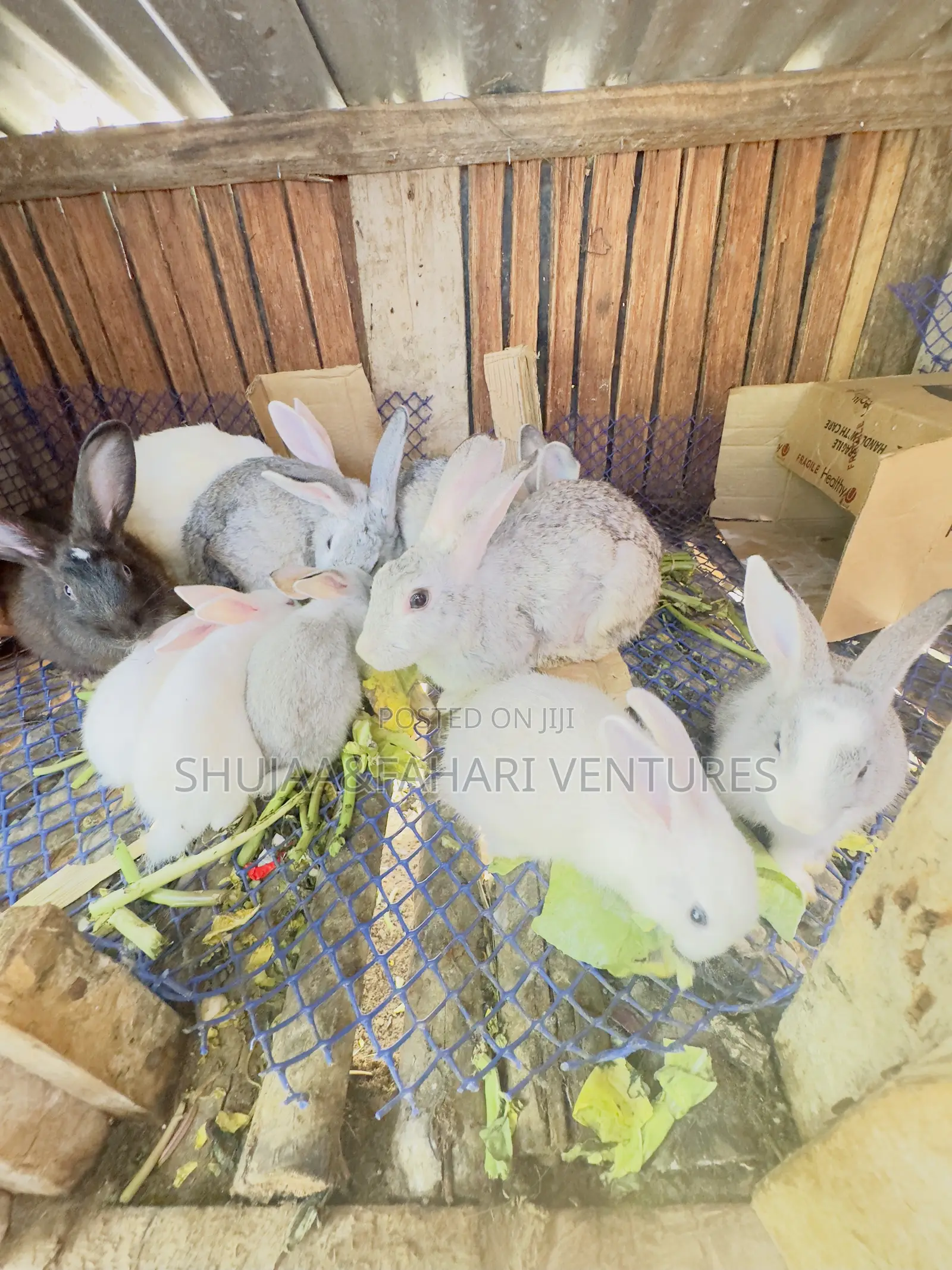 Rabbits for Sell