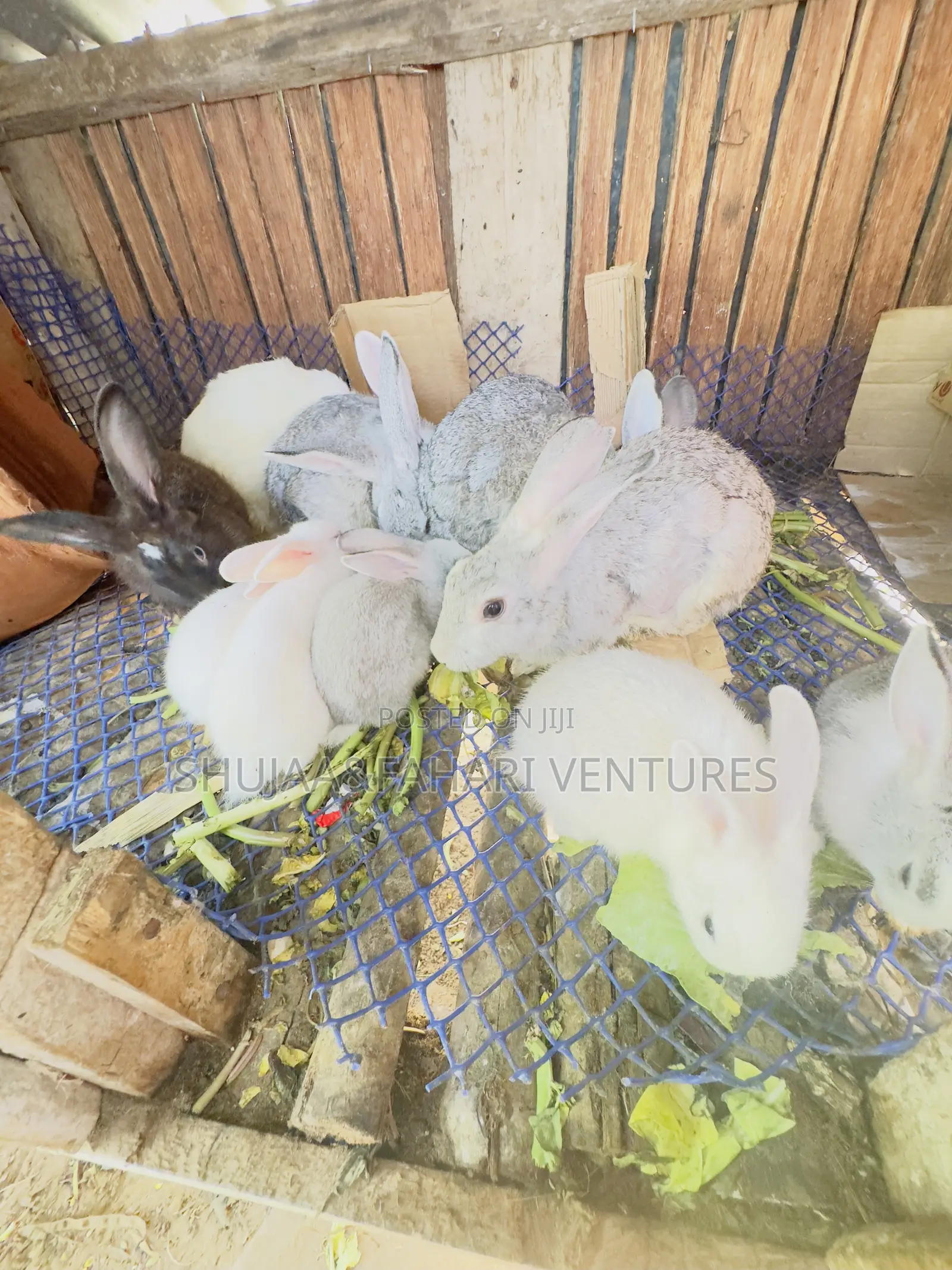 Rabbits for Sell