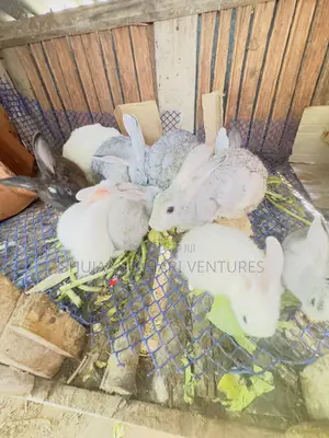 Rabbits for Sell