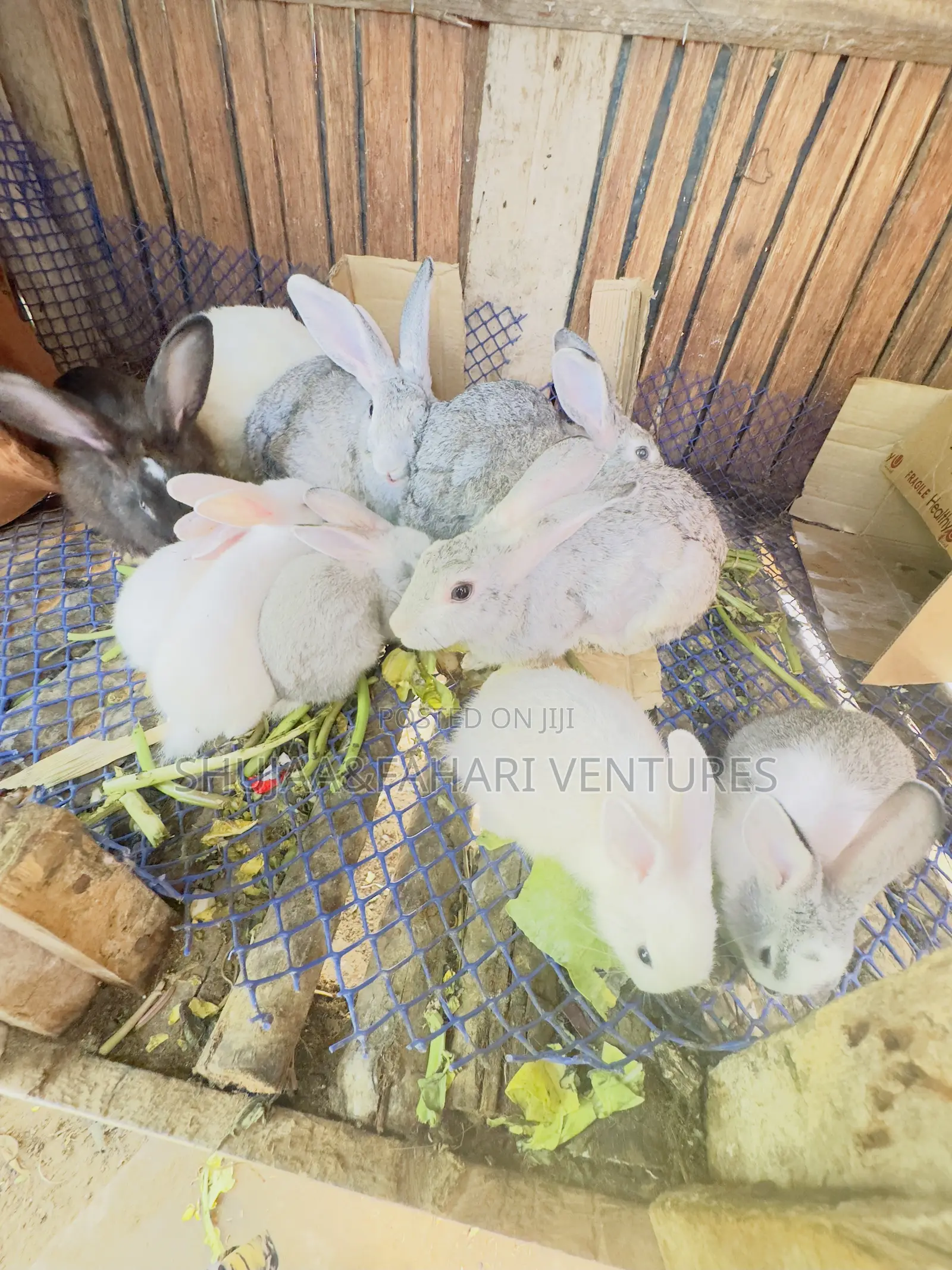 Rabbits for Sell