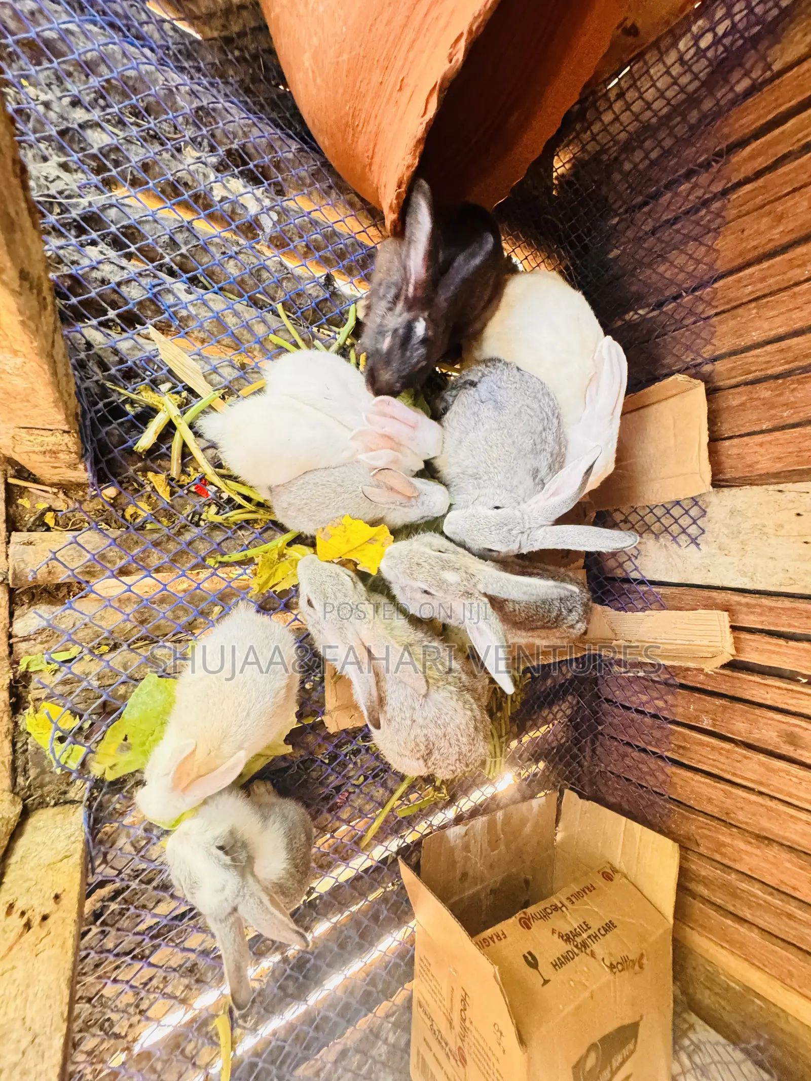 Rabbits for Sell