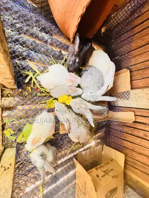Rabbits for Sell