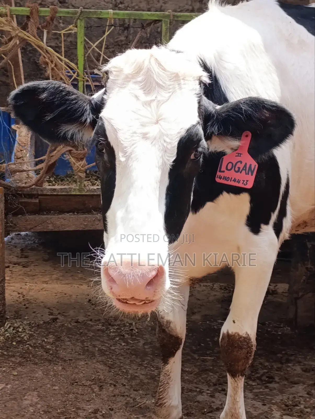 Pedigree Heifer.