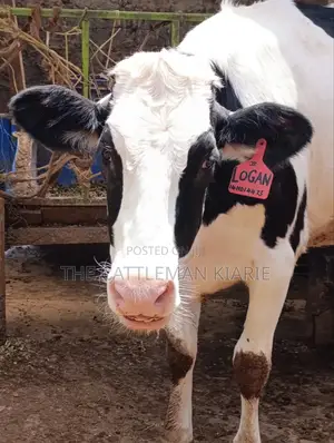 Pedigree Heifer.