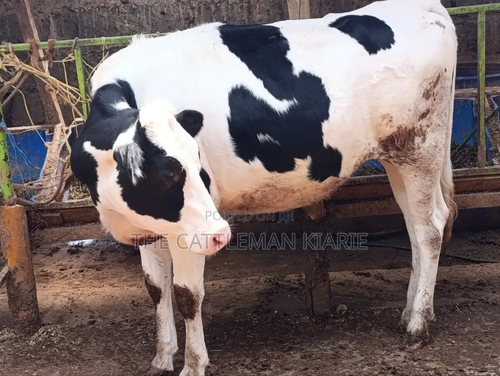 Pedigree Heifer.