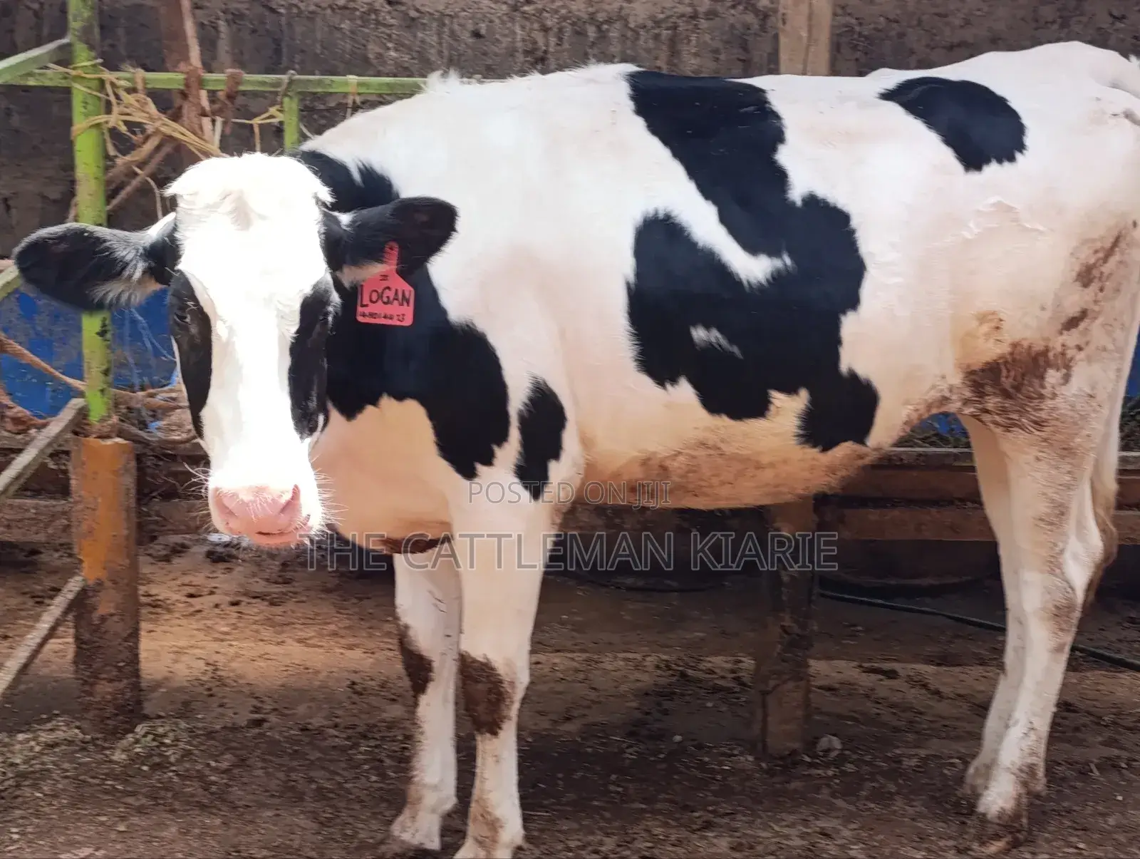 Pedigree Heifer.