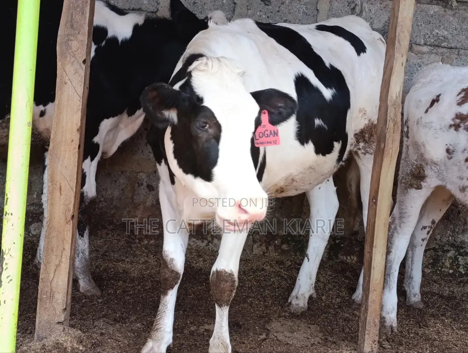 Pedigree Heifer.