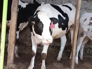 Pedigree Heifer.