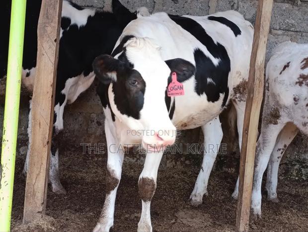 Pedigree Heifer. - thumbnail 5