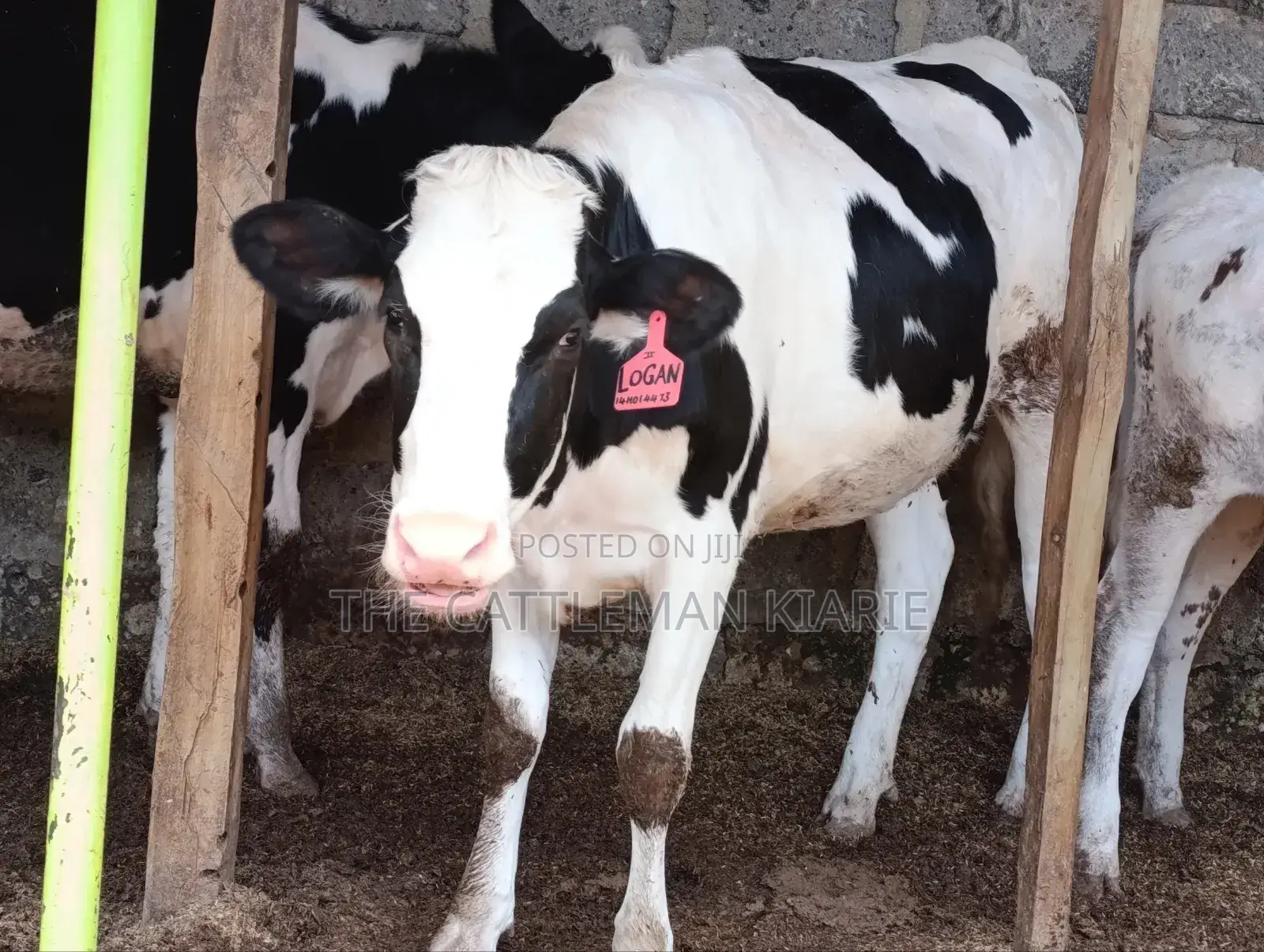 Pedigree Heifer.