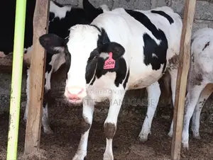 Pedigree Heifer.