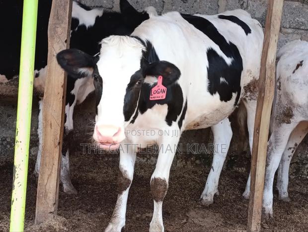 Pedigree Heifer. - thumbnail 6