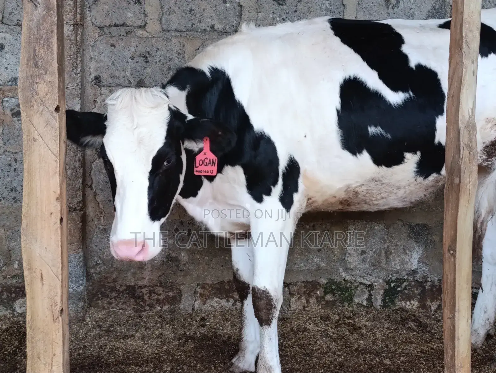 Pedigree Heifer.
