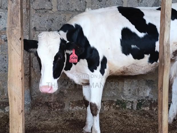 Pedigree Heifer. - thumbnail 7