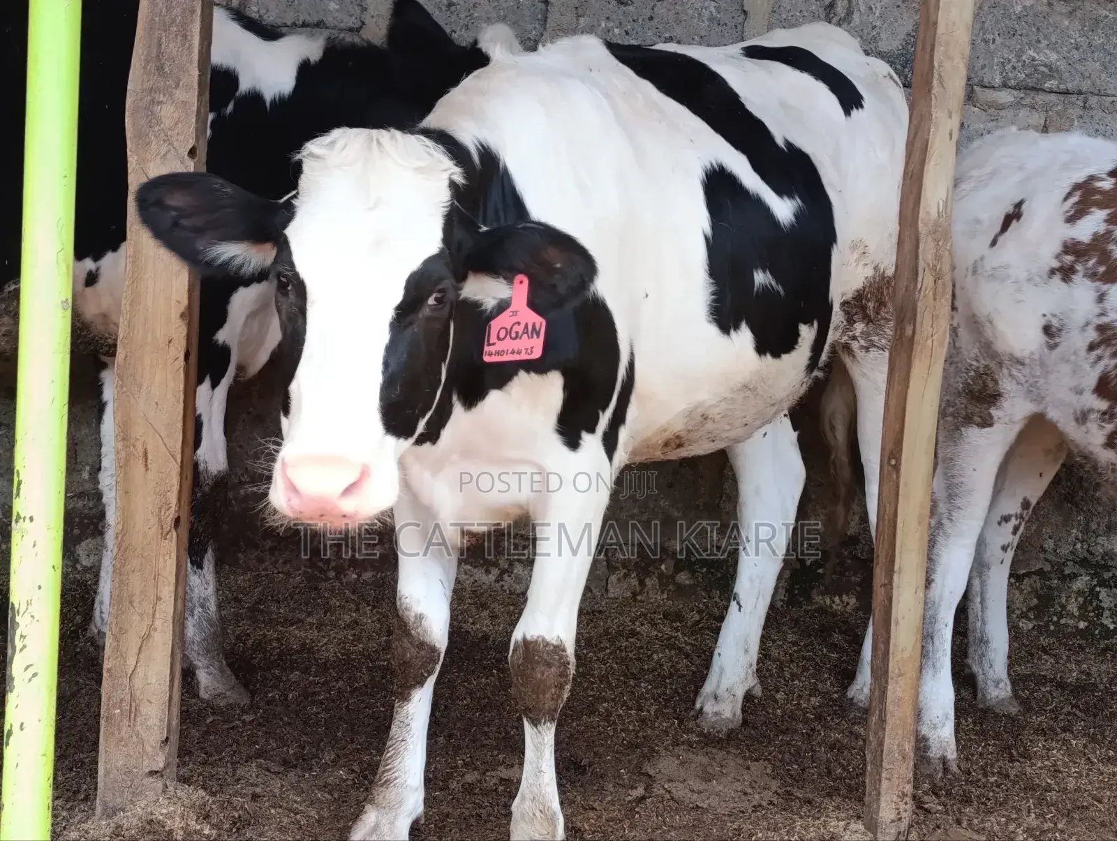 Pedigree Heifer.