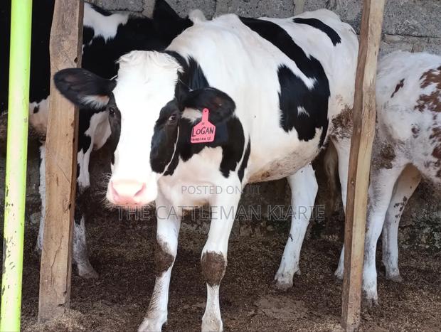 Pedigree Heifer. - thumbnail 8