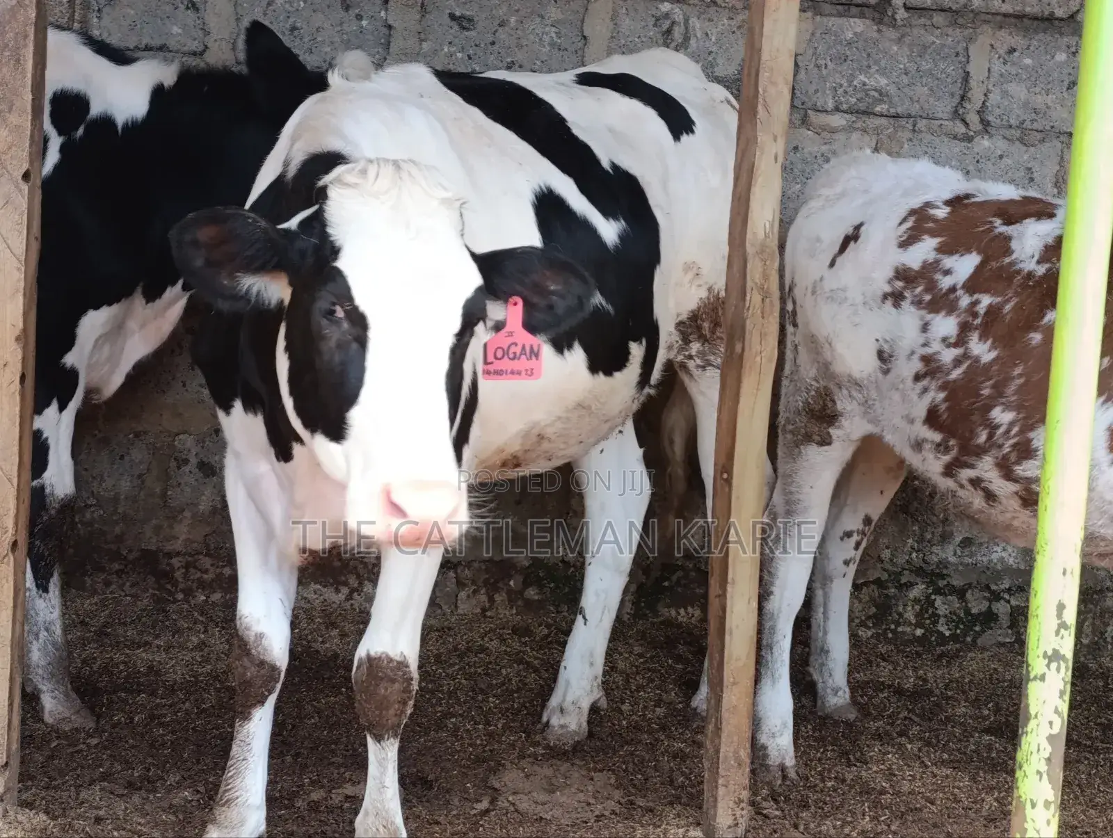 Pedigree Heifer.