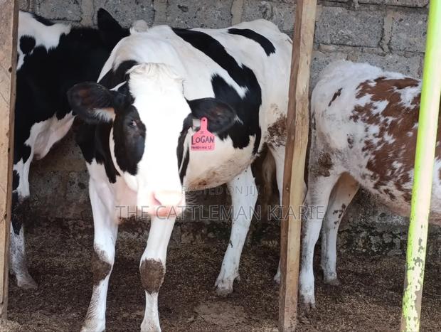 Pedigree Heifer. - thumbnail 9