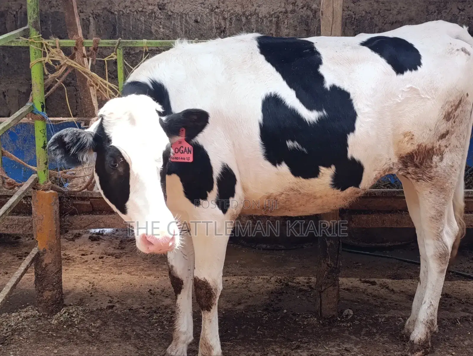 Pedigree Heifer.