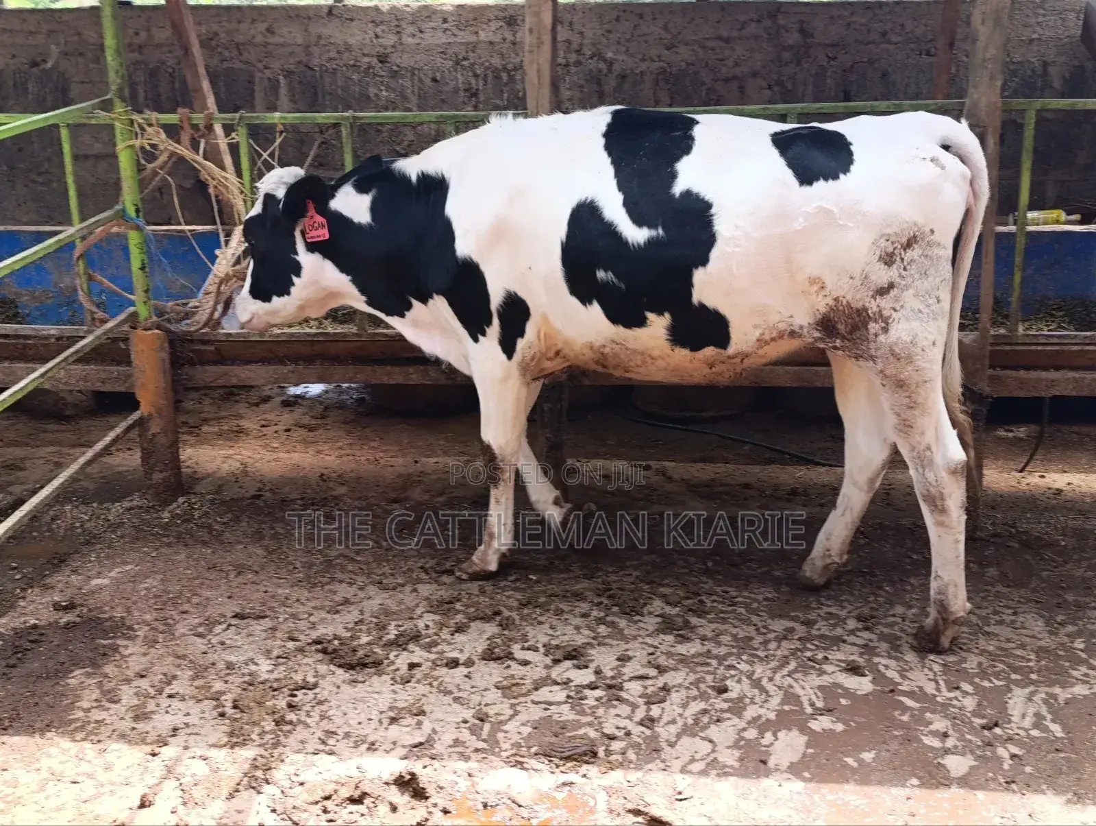 Pedigree Heifer.