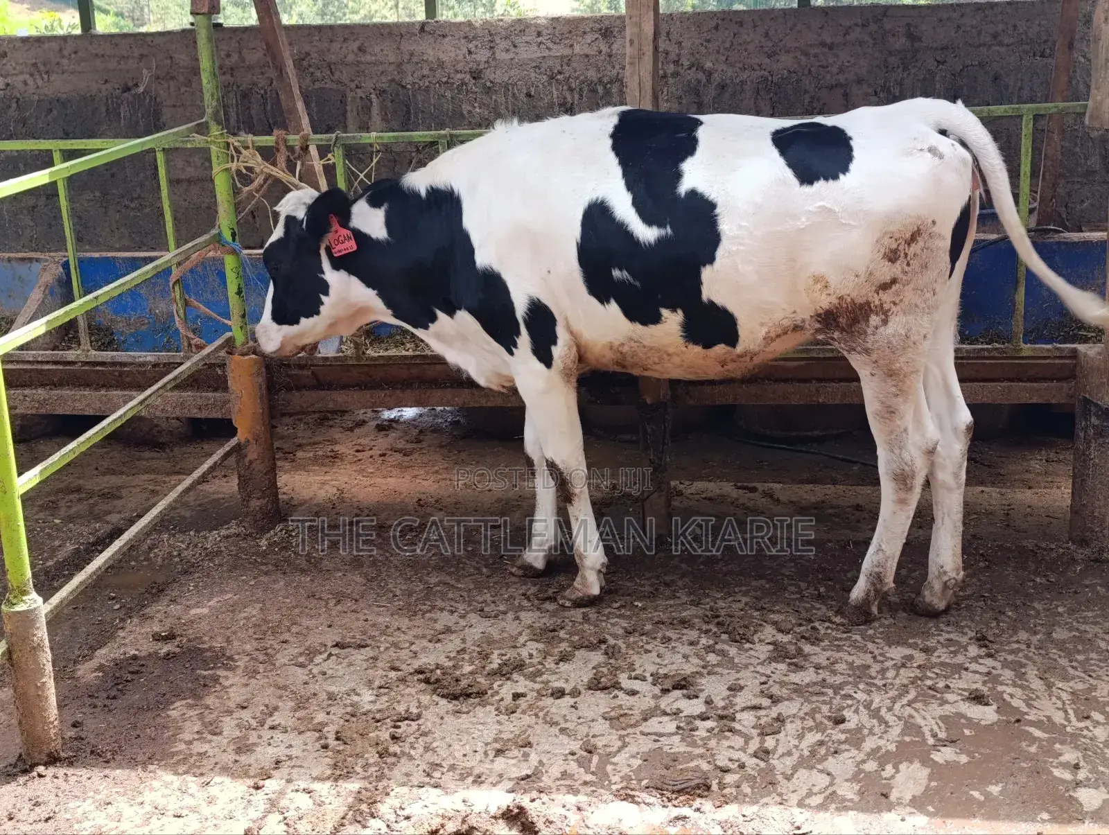 Pedigree Heifer.