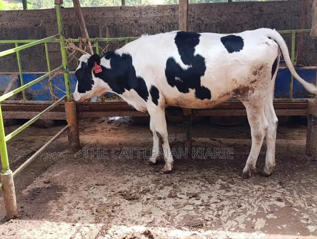 Pedigree Heifer. - thumbnail 12